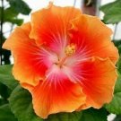 20 Seeds Yellow Orange Hibiscus Seeds Flowers Flower Seed Perennial Bloom (Seeds)