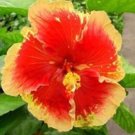 20 Seeds Orange Hibiscus Seeds Flowers Flower Seed Perennial Bloom (Seeds)