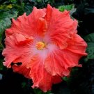 20 Seeds Bright Salmon Hibiscus Seeds Flowers Flower Seed Perennial Bloom (Seeds)