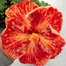 20 Seeds Red Orange Hibiscus Seeds Flowers Flower Seed Perennial Bloom (Seeds)