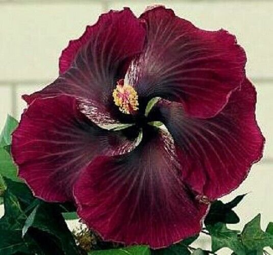 20 Seeds Dark Red Black Hibiscus Seeds Flowers Flower Seed Perennial Bloom (Seeds)