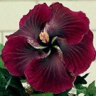 20 Seeds Dark Red Black Hibiscus Seeds Flowers Flower Seed Perennial Bloom (Seeds)