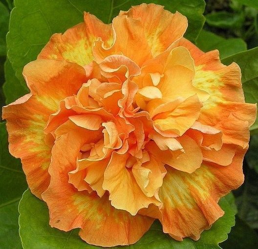 20 Seeds Double Yellow Orange Hibiscus Seeds Flowers Flower Seed Perennial Bloom (Seeds)