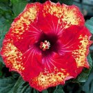 20 Seeds Yellow Red Hibiscus Seeds Flowers Flower Seed Perennial Bloom (Seeds)