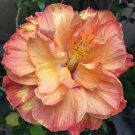 20 Seeds DBL Orange Yellow Hibiscus Seeds Flowers Flower Seed Perennial (Seeds)