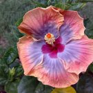 20 Seeds Pink Purple Hibiscus Seeds Flowers Flower Seed Perennial (Seeds)