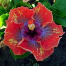 20 Seeds Orange Purple Yellow Hibiscus Seeds Flowers Flower Seed Perennial Bloom (Seeds)
