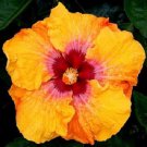 20 Seeds Yellow Red Hibiscus Seeds Flowers Flower Seed Perennial Bloom Tropical (Seeds)