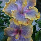 20 Seeds Yellow Purple Hibiscus Seeds Flowers Flower Seed Perennial Bloom (Seeds)