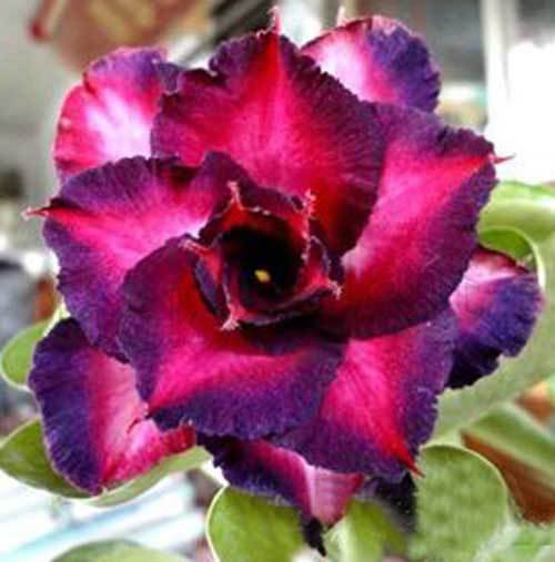 4 Seeds DBL Dark Purple Pink Desert Rose Seeds Adenium Flower Perennial (Seeds)