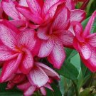 5 Seeds Pink White Plumeria Seeds Plants Flower Lei Hawaiian Perennial Flowers (Seeds)