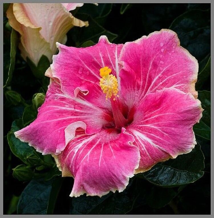 20 Seeds Pink White Tips Hibiscus Seeds Flowers Seed Perennial Flowers (Seeds)