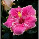20 Seeds Pink White Tips Hibiscus Seeds Flowers Seed Perennial Flowers (Seeds)