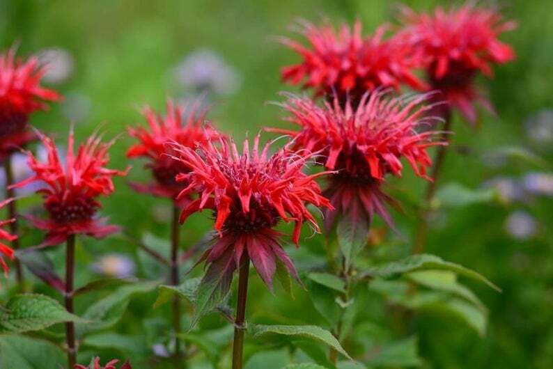 100 Seeds Red Bee Balm Seeds Flowers Seed Bloom Hummingbird Flower (Seeds)