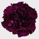 100 Seeds Maroon Carnation Seeds Dianthus Flowers Seed Flower Perennial (Seeds)