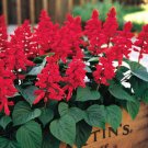 50 Seeds Red Salvia Seeds Flower Seed Perennial Flowers Hummingbird (Seeds)