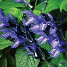 50 Seeds Black and Blue Salvia Seeds Flower Seed Perennial Flowers Hummingbird (Seeds)