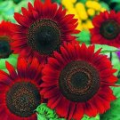 25 Seeds Red Sunflower Seeds Flowers Seed Flower Blooms Perennial Sun Bloom (Seeds)