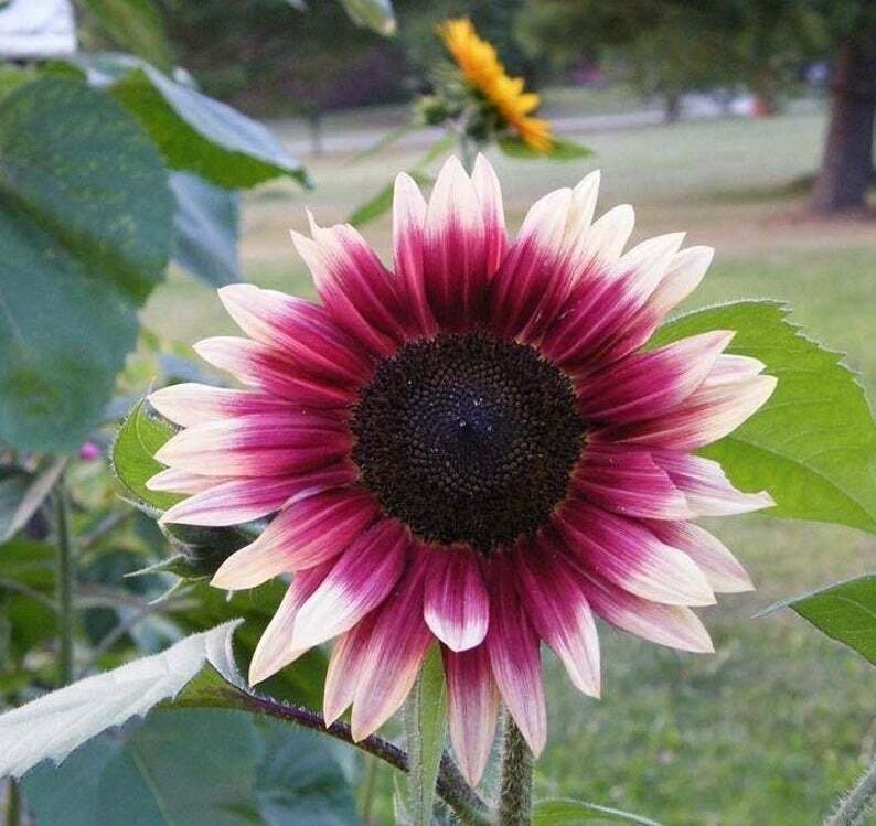 25 Seeds Cherry Rose Sunflower Seeds Flowers Seed Flower Perennial Sun Bloom (Seeds)