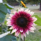 25 Seeds Cherry Rose Sunflower Seeds Flowers Seed Flower Perennial Sun Bloom (Seeds)