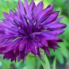 50 Seeds Bright Purple Bachelor's Button Seeds Annual Seed Flower Flowers Garden (Seeds)