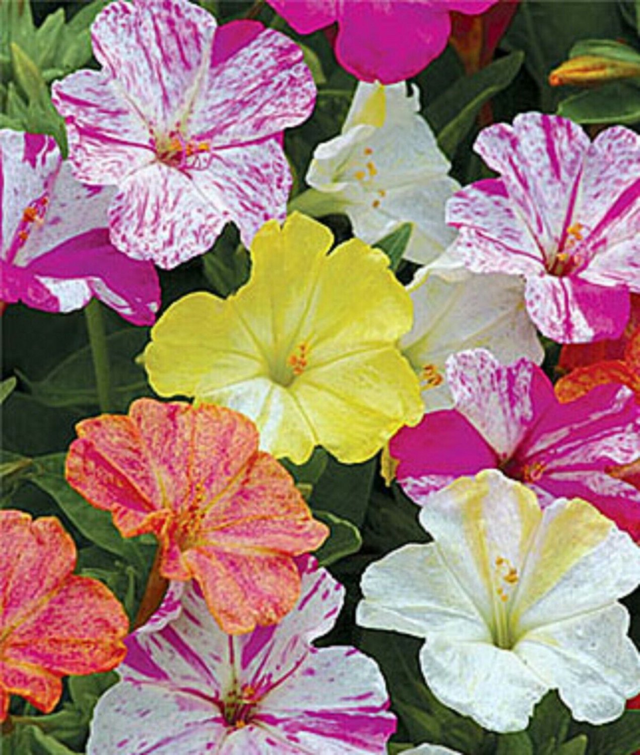 25 Seeds Striped Mix Four O'clock Flowers Seeds 4 O'clock Seeds Flower Perennial (Seeds)