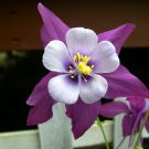 50 Seeds Purple White Columbine Seeds Flower Perennial Flowers Seed Bloom (Seeds)