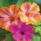 25 Seeds Pink Yellow Four O'clock Flowers Seeds 4 O'clock Seeds Perennial (Seeds)