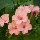 25 Seeds Salmon Four O'clock Flowers Seeds 4 Seeds Perennial Flower (Seeds)