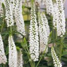 100 Seeds White Veronica Seeds Speedwell Royal Candle Flower Perennial Flowers (Seeds)