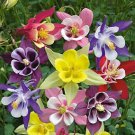 50 Seeds Giants Mix Columbine Seeds Flower Perennial Flowers Seed Bloom (Seeds)