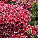 50 Seeds Bright Red White Phlox Seeds Flower Perennial Seed Flowers (Seeds)