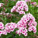 50 Seeds White Pink Phlox Seeds Flower Perennial Seed Flowers Butterfly (Seeds)