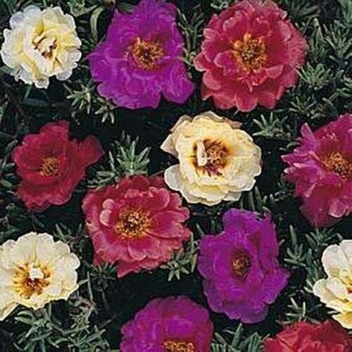 100 Seeds Dark Mix Moss Rose Seeds Bloom Flower Perennial Flowers (Seeds)
