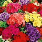 50 Seeds Purple Orange Pink Phlox Seeds Flower Perennial Flowers (Seeds)