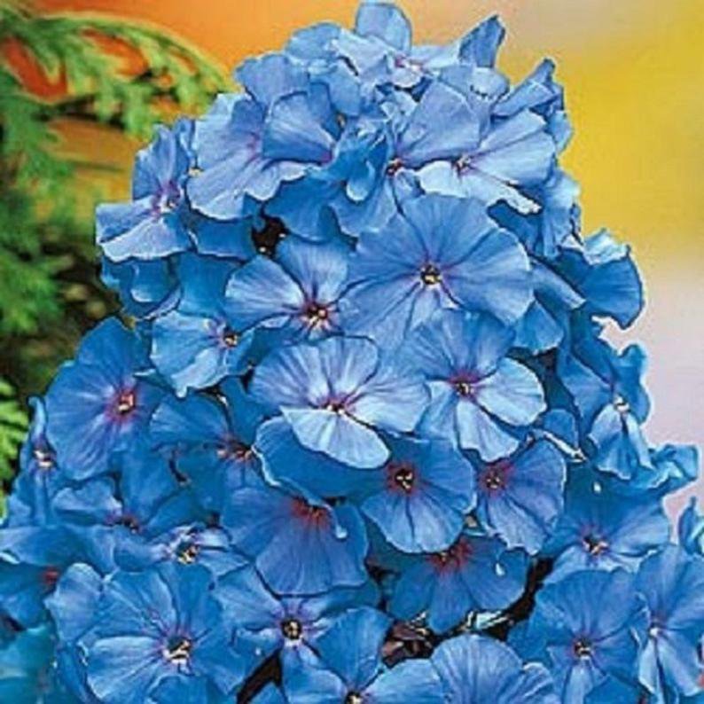 50 Seeds Light Blue Phlox Seeds Flower Perennial Flowers Bloom Seed Butterfly Bloom (Seeds)