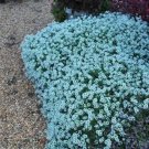 25 Seeds Teal Alyssum Seeds Carpet Flower Sweet Flowers (Seeds)