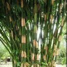 50 Seeds Giant Atter Bamboo Seeds Privacy Garden Clumping Exotic Shade Screen (Seeds)