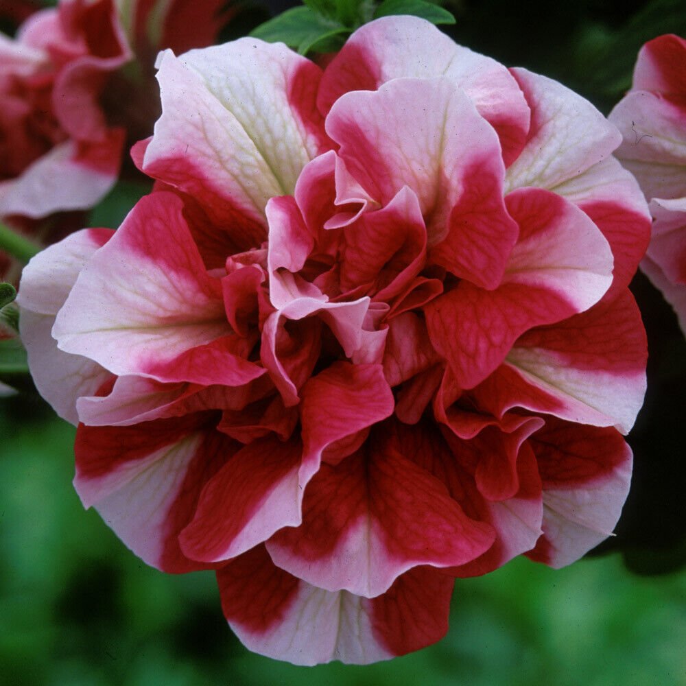 50 Seeds Double Red White Petunia Seeds Containers Hanging Baskets Window Box (Seeds)