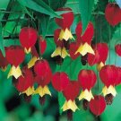 25 Seeds Red Yellow Bleeding Heart Seeds Perennial Flowers Seed Shade Flower (Seeds)