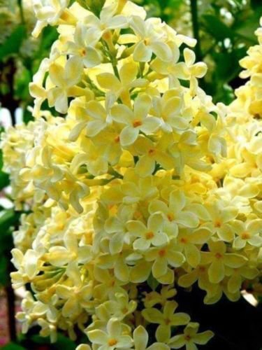 25 Seeds Yellow Lilac Seeds Tree Fragrant Flowers Perennial Flower (Seeds)