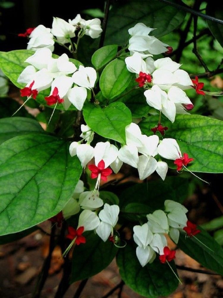 25 Seeds White Red Bleeding Heart Seeds Flowers Perennial Flower (Seeds)