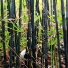 50 Seeds Black Bamboo Seeds Privacy Plant Garden Exotic Shade Screen (Seeds) 50 Seeds Black Bamboo Seeds Privacy Plant Garden Exotic Shade Screen (Seeds)