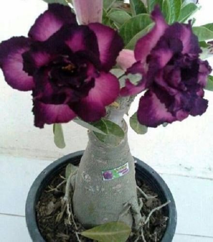 4 Seeds Purple Black Desert Rose Seeds Adenium Flowers Flower Perennial (Seeds)