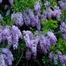 5 Seeds Dark Purple Chinese Wisteria Seeds Vine Climbing Flower Perennial (Seeds)