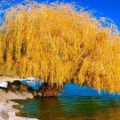 5 Seeds Yellow Willow Seeds Tree Weeping Flower Giant Flowers Seed Perennial (Seeds)