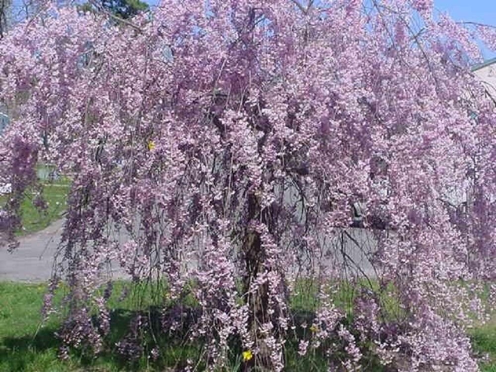 5 Seeds Purple Willow Seeds Tree Weeping Flower Giant Full Landscape Garded Yard (Seeds)