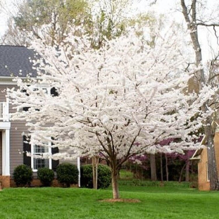 5 Seeds Yoshino Cherry Tree Seeds Flowering Japanse Ornimental Garden Pink (Seeds)