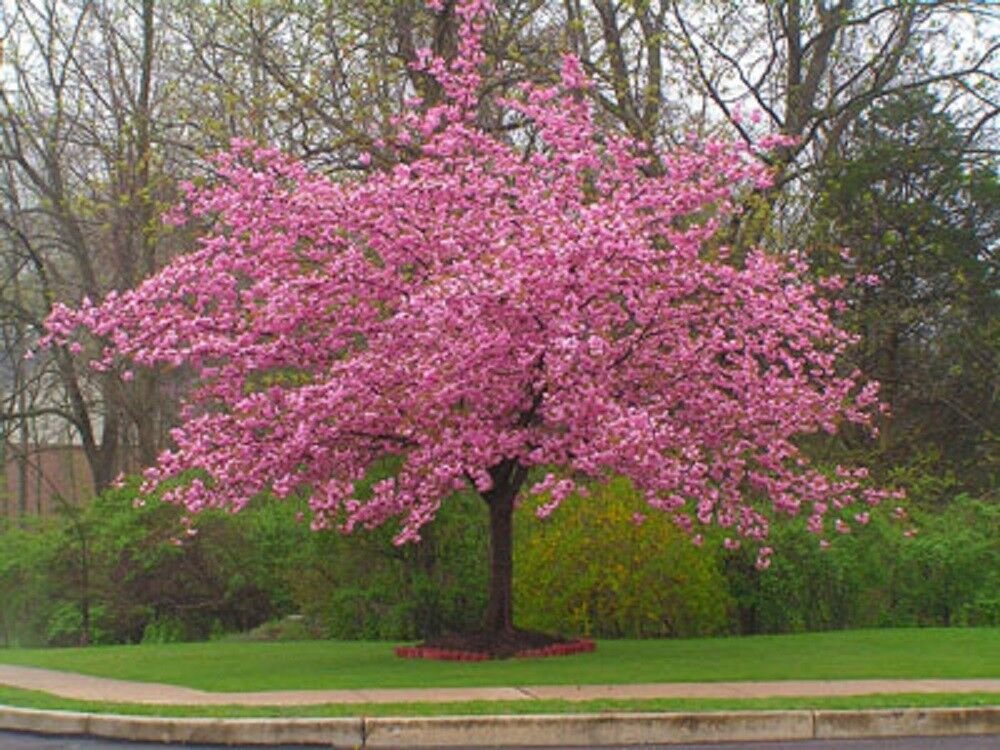 5 Seeds Stella Cherry Tree Seeds Flowering Japanese Ornamental Gardn Pink Fragrant (Seeds)