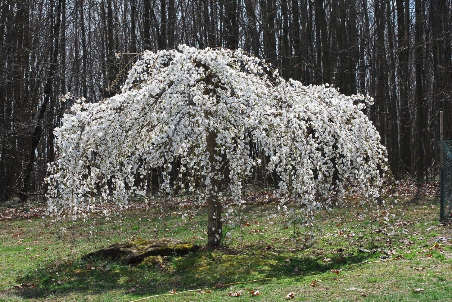 5 Seeds Weeping White Cherry Tree Seeds Flowering Seed Japanse Ornimental Garden (Seeds)